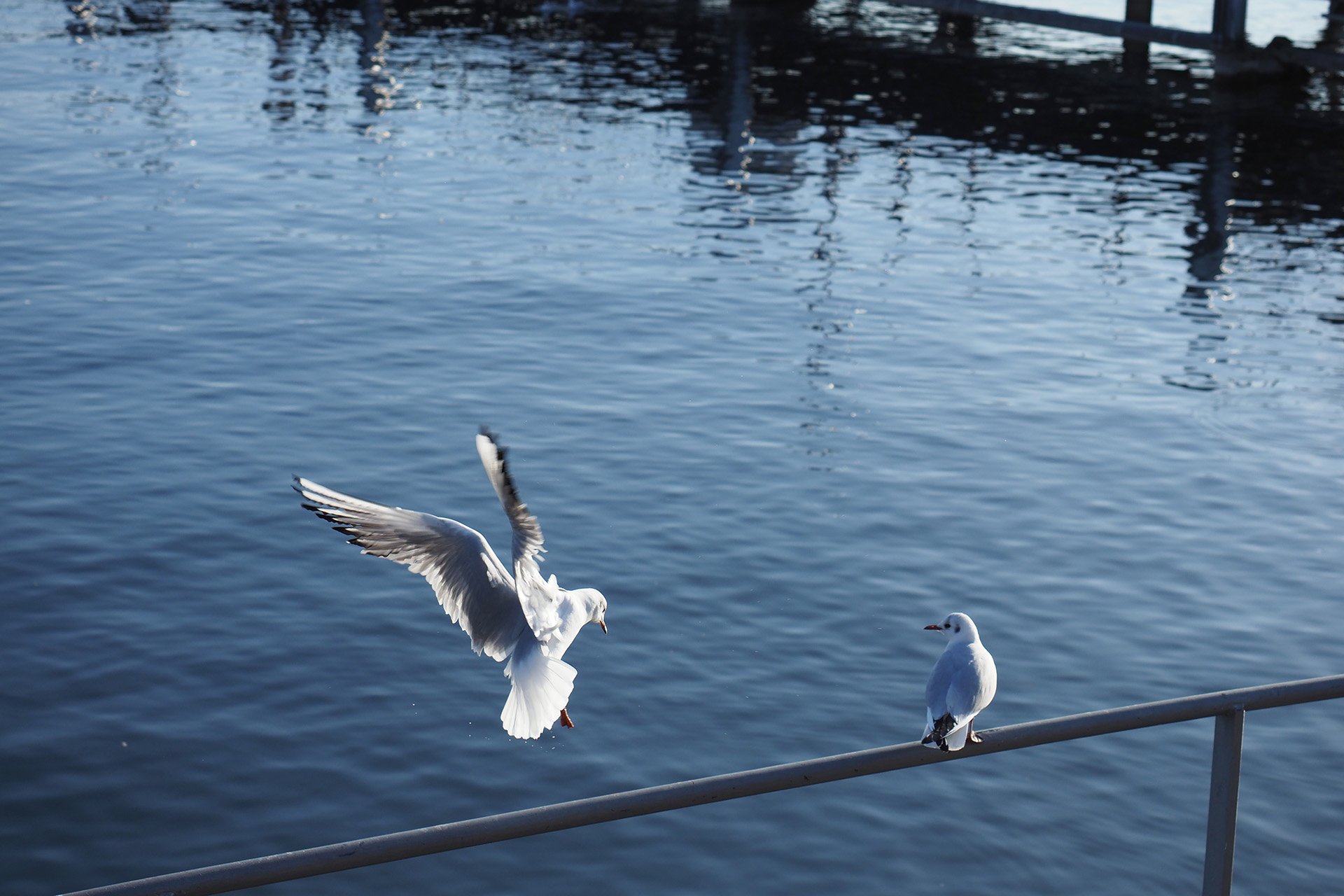 Olympus OM-D E-M1 Mark II: C-AF+Tracking, Bild 15